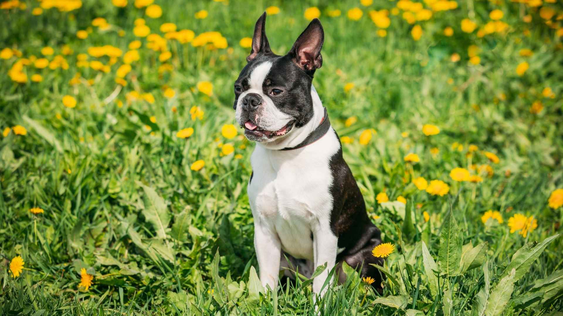 Perro Boston Terrier